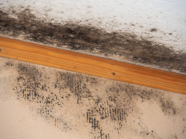 Best Dehumidification Services  in Boone, IA