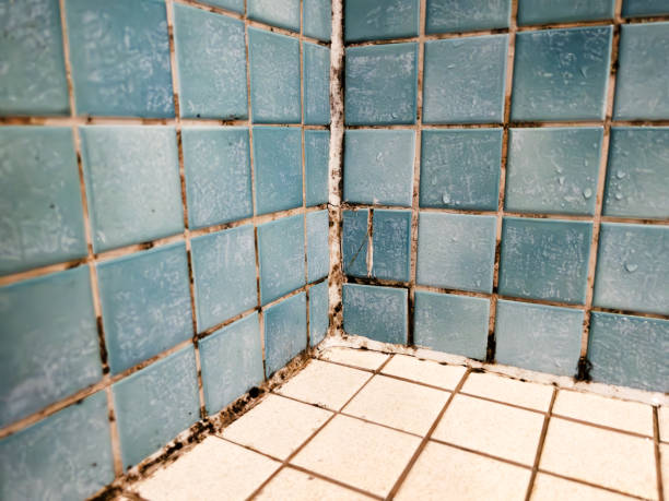  Boone, IA Mold Removal Pros