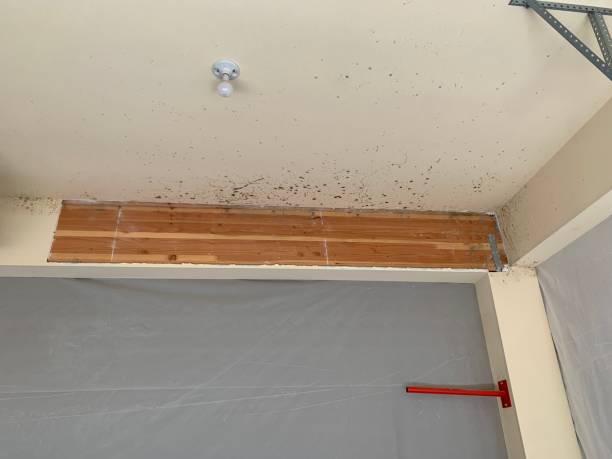 Best HVAC Mold Inspection and Cleaning  in Boone, IA