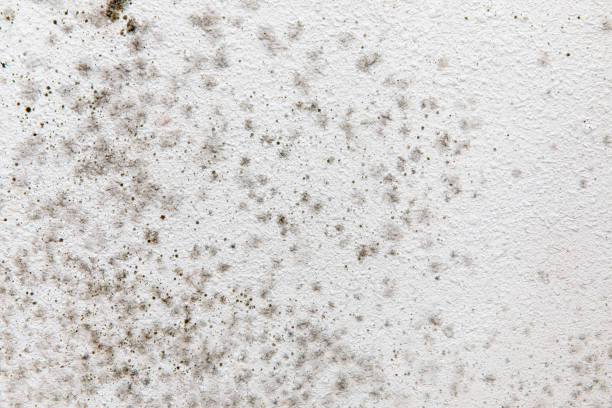 Best Comprehensive Air Testing for Mold Contaminants  in Boone, IA
