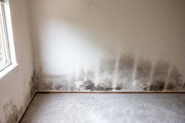 Best Airborne Mold Testing  in Boone, IA