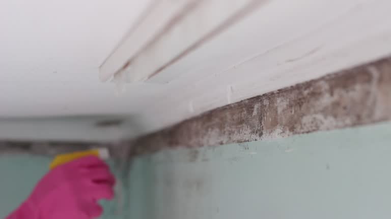 Best Mold Remediation for Healthcare Facilities  in Boone, IA